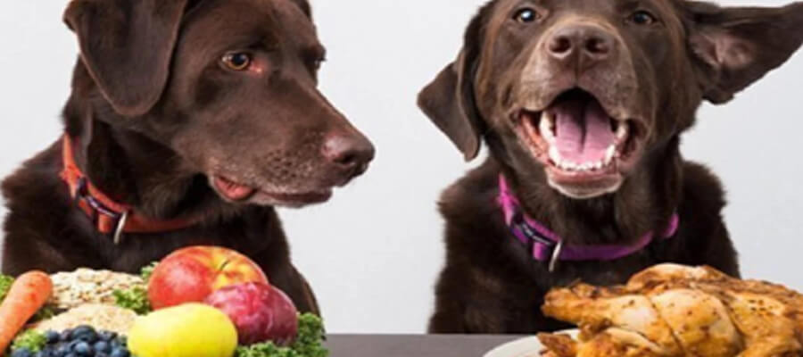 Can Dogs Eat Human Food? A Guide to Safe Options for Your Pet